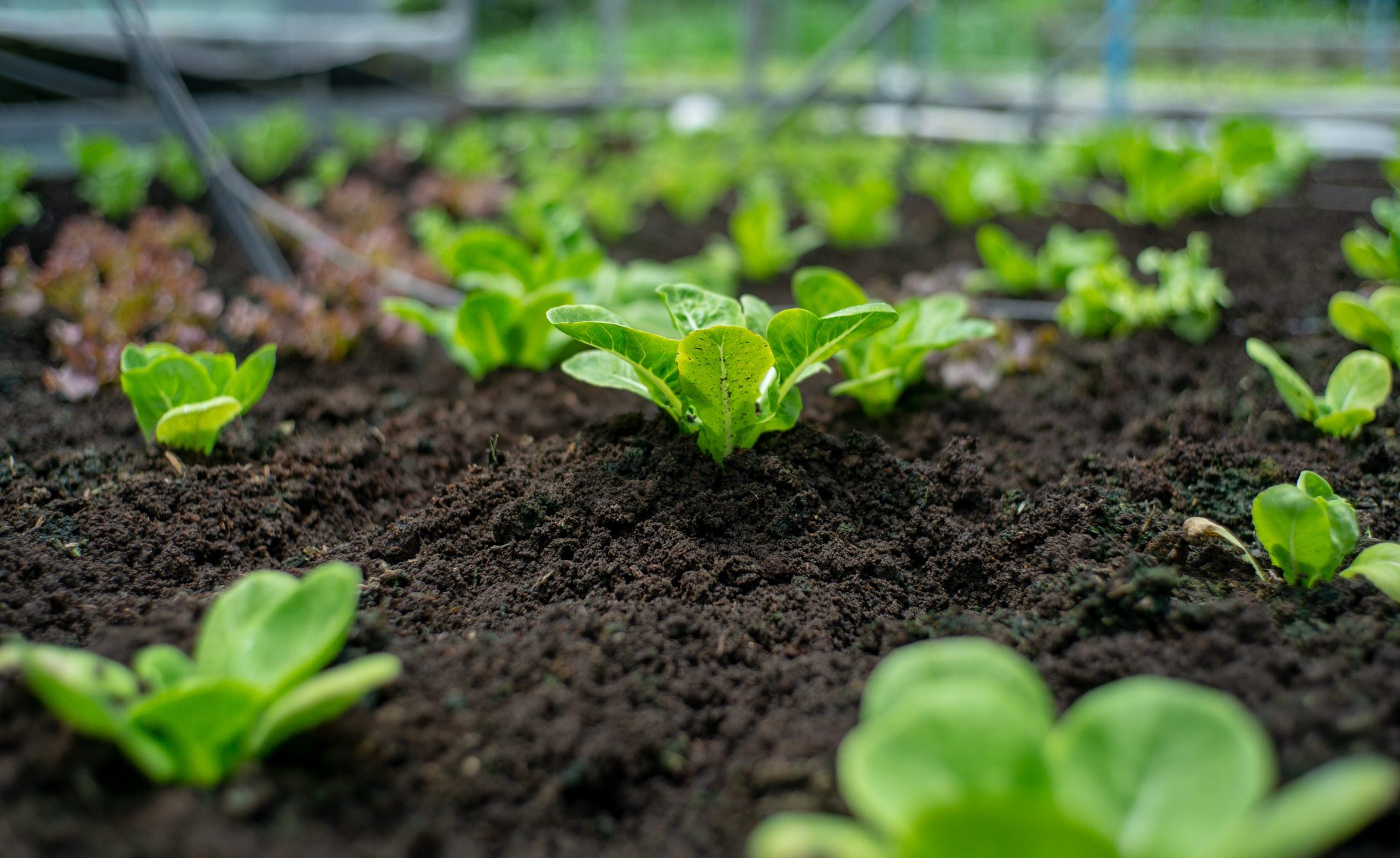closeup little organic vegetable grow in the nursery tray at the